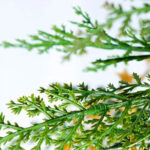 Prelit PE Artficial Christmas Tree - Image 2